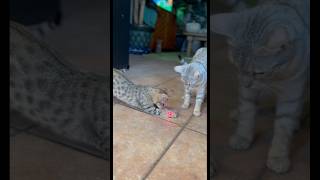 Marley savannah kitten hissing 🥲🥺 cutekittenvideos [upl. by Seiber]