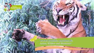 Wildlife Usedom im Ostseebad Trassenheide ► wurde zu 100 aus Fotomaterial produziert [upl. by Culbertson762]