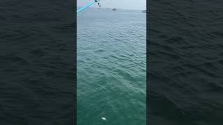 pemancing kocak mancing ikanya lari mancing mancingmania ikan fishing mancingikan shortvideo [upl. by Ahsemac150]