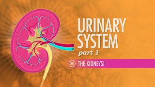 Urinary System Part 1 Crash Course Anatomy amp Physiology 38 [upl. by Nosak]