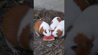 Guarding the Goodies Gone in a Flash 守護好東西，一瞬間沒了！ guineapig [upl. by Langston]