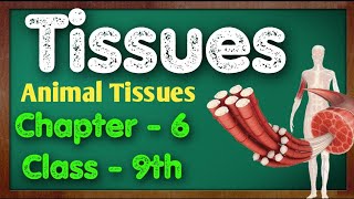 Tissues  Animal Tissues  Class 9th Science Chapter 6  Ncert [upl. by Nonnag]