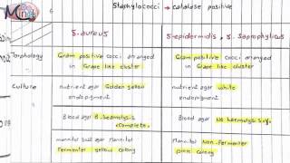 1 Bacteriology\ Staphylococci \ DR AZaa [upl. by Natek974]