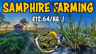 Saltwater Samphire farming  How to grow Sea asparagus Salicornia Plant [upl. by Richma]