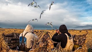 EPIC ALBERTA PINTAIL BEATDOWN 4 MAN LIMIT [upl. by Iah]