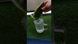 Snake Plant Propagation In Water [upl. by Roseline]