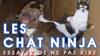 Essayez De Ne Pas Rire  Les chats ninja  Chats qui battent [upl. by Ynohtnad]