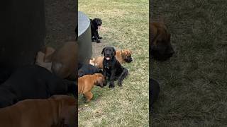 Picking the right Boerboel puppy [upl. by Alled906]