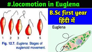 Euglenoid movement in Euglena  Locomotion in Euglena  Flagellar movement in Euglena [upl. by Thomsen]