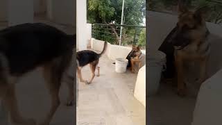 German shepherd Dog Barking barking germanshepherd [upl. by Blanch]