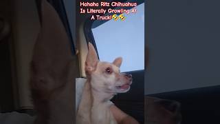 Haha Ritz The Chihuahua Is Literally Growling At A TruckFunny shortsritzthechihuahua [upl. by Sateia]