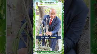 Hadjod Cissus quadrangularis Benefits amp Uses by MDAyurveda Expert  Bone and Joint Health [upl. by Anilorak]