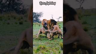 Lions fighting [upl. by Georgeanna66]