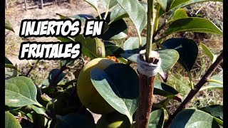 Como Hacer Injertos en Arboles Frutales  Muy Facil [upl. by Almeta]