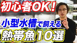 【狭いスペースで飼育可！】小型水槽で飼える熱帯魚10選！管理方法や注意点をプロが解説！【観賞魚】 [upl. by Olpe149]