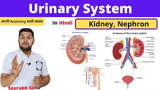 Urinary system  kidney  nephron  Neet NursingMedical Pharmacy [upl. by Irolav826]