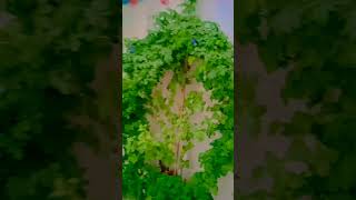 How to grow aparajita plant at homeaparajitaaparajitaflowers GsEraDivineChannel [upl. by Nelubez477]