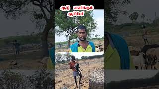 ஆடு வளர்ப்பில் Government சம்பளத்தை விட லாபம் சம்பாதிக்கும் ஆசிரியர்  ஆடு tamilvivasayichannel [upl. by Batista519]