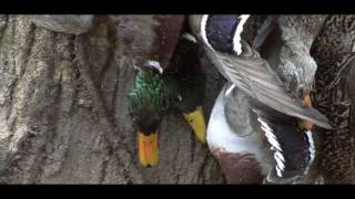 Cache River Timber Duck Hunt Awesome Footage in the woods [upl. by Falcone]