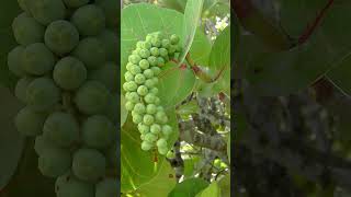 Seagrape Coccoloba uvifera in Buckwheat Family Polygonaceae  Observed in Description [upl. by Ahsineb]