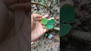 কাঞ্চন এর cutting থেকে চারা তৈরি youtubeshorts viralvideo seedling freegarden flower [upl. by Ferdinande368]