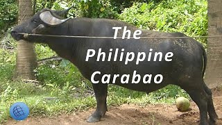 Life of the Carabao Kalabaw [upl. by Acker963]