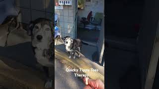 🐾Quicky Tippy Toes Therapy🐾Winter Island🧙🏼Salem MA🧹dogs rescuedog salemmassachusetts pets [upl. by Aifos]