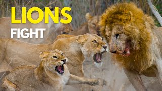 LIONS Fight for Territory  Roar of the Wild [upl. by Faden]