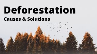 Deforestation Causes and Solutions [upl. by Frye176]