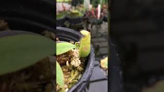 Nepenthes mirabilis var globosa x hamata BE 3685 [upl. by Lewak]