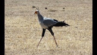 Uccello Serpentario a caccia nel Kgalagadi Trasfrontier Park  Sudafrica e Botswana [upl. by Siravrat]