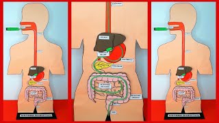 COMO HACER UNA MAQUETA DEL SISTEMA DIGESTIVO FUNCIONAL [upl. by Pincus]