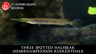 Hemirhamphodon kuekenthali The THREE SPOTED HALFBEAK Leopard Aquatic P013A [upl. by Asiuol]