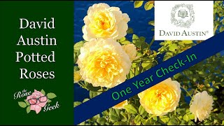 🌹 David Austin Potted Roses 1Year Checkin  Bathsheba The Generous Gardener The Poets Wife [upl. by Hyacinthia]