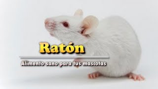 Raton  Alimento de Mascotas [upl. by Leno]