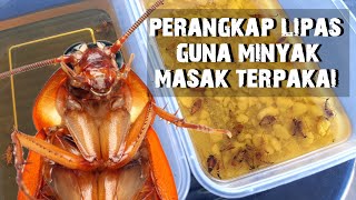 DIY Perangkap Lipas Dalam Kereta Guna Minyak Masak Terpakai Cara Mudah Perangkap Lipas Berkesan [upl. by Essilevi]