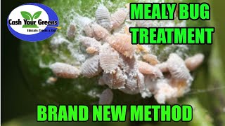 TREATING MEALYBUG INFESTATION  How to Get Rid of Mealybugs All Natural Method [upl. by Animlehliw363]