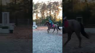 Did a little half gallop thingy today [upl. by Pronty]