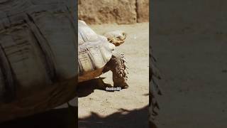 The Incredible Lifespan of Tortoise 🐢 animalsfacts tortoise tortoiselifespan [upl. by Boland]