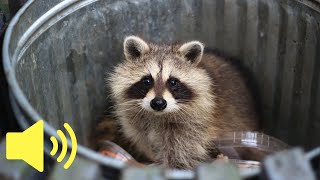 What does a Raccoon sound like  Animal Sounds [upl. by Aelanna]