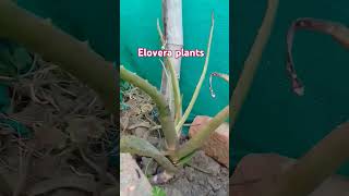 Elovera plants 🌵🌵🌵☘️🪴🪴🪴☘️ [upl. by Ij]