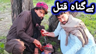 Be Gunaha Qatal Pashto Islahy Video 2023 Shart Drama by Tabedar Vines [upl. by Anaira]