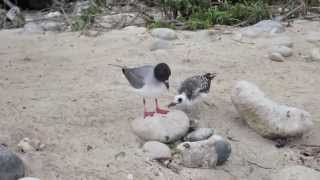 Swallowtailed Gulls on Galapagos 1973 [upl. by Yael]