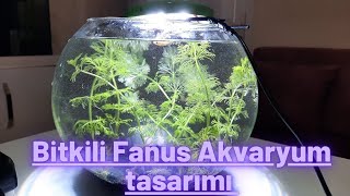 Bitkili Fanus Akvaryum tasarımı bitkiliakvaryum fanusakvaryum medaka [upl. by Yrret]