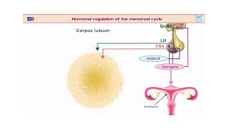 Hormonal regulation of the menstrual cycle [upl. by Madriene]