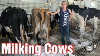 Milking Cows On A Small Family Farm In The Summer [upl. by Sulakcin]