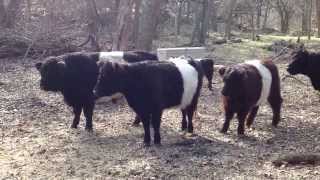 Mini Belted Galloways  Dinner time At the Old Beltie Ranch [upl. by Darlleen487]