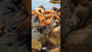 Stellers Sea Lion Sounds [upl. by Schaeffer]