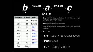 Genetics Linkage Problem 1 Map Distance Coefficient of Coincidence and Interference [upl. by Annohsed781]