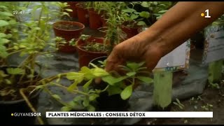 Plantes médicinales  conseils détox [upl. by Ahsitul]